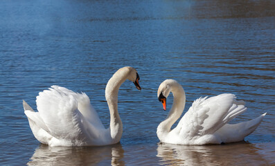 Fototapeta premium couple Swan in spring