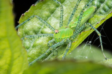 Araña lince de color verde esperando a una presa