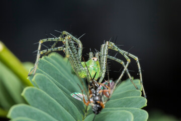 Araña lince recien atrapa a una especie de avispa pequeña