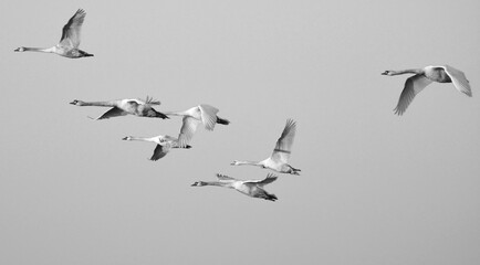 swans in the sky