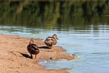wild ducks during recreation and hunting