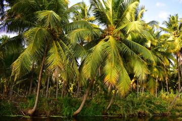 Coconut trees on the banks of a river