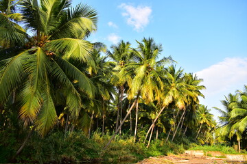 Naklejka na ściany i meble Coconut trees on the banks of a river