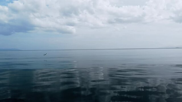Taking off bird from the surface of the Aegean sea in Greece. Hills in the distance