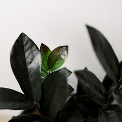 raven zz plant on white background