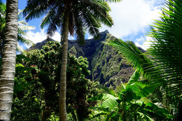 Fototapeta na wymiar French Polynesia, Marquesas, Nuku Hiva, beautiful nature in the center of the island. 