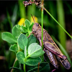 Saltamontes