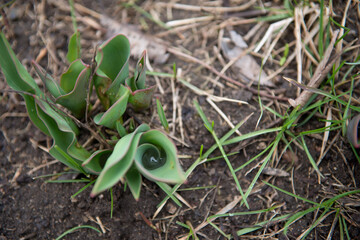 first tulip leave with drop on water, dew 