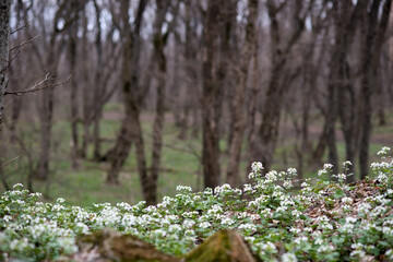 Many small white flowers in spring forest.  Pachyphragma macrophyllum.