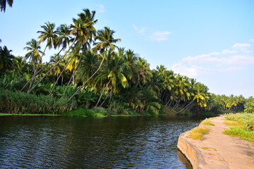 Coconut trees on the banks of a river