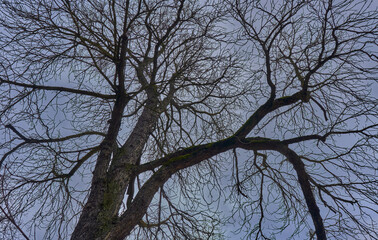 Sky and soft clouds between tree branches