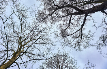 Sky and soft clouds between tree branches