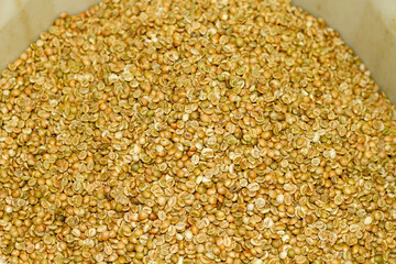 Light green Robusta coffee beans in a container before entering the oven to be roasted.