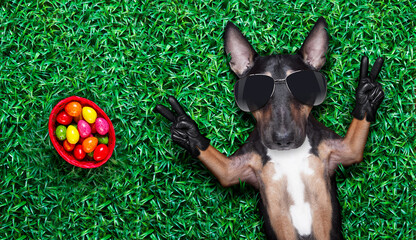 easter holidays dog with eggs
