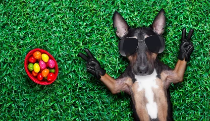Crédence de cuisine en verre imprimé Chien fou easter holidays dog with eggs