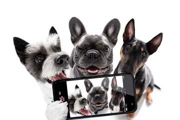Printed kitchen splashbacks Crazy dog group of dogs taking selfie with smartphone