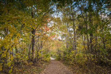 Canada, Prince Edward Island, Cavendish, Lovers Lane in autumn. Landscape behind former home of Anne of Green Gables, author Lucy Maud Montgomery.