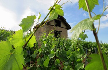 Coteau de vigne surplombé d'une vieille cabane. Bourgogne, France.