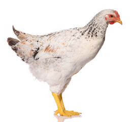 one white chicken isolated on white background, studio shoot