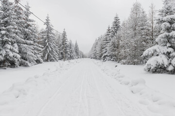 Fototapeta na wymiar Zima w lesie w Górach Izerskich w Polsce.