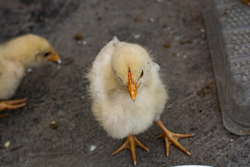 Little chicken eating and leaving on the roof