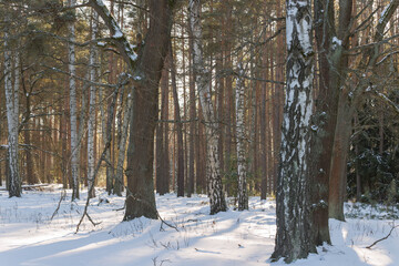 Las zimą, pokryty grubą warstwą śniegu w słoneczny dzień. © boguslavus