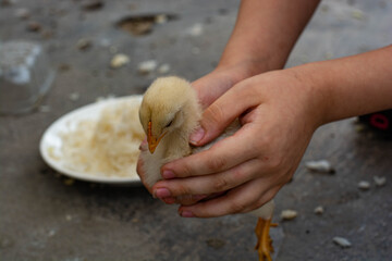 Little chicken eating and leaving on the roof