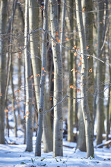 Fototapeta premium WINTER IN FOREST