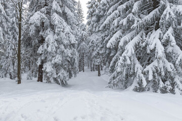 Zima w lesie w Górach Izerskich w Polsce. © boguslavus