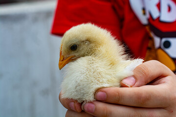 Little chicken eating and leaving on the roof