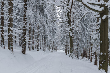 Zima w lesie w Górach Izerskich w Polsce. © boguslavus