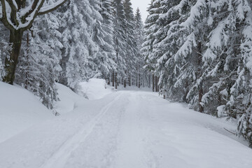 Zima w lesie w G&oacute;rach Izerskich w Polsce.