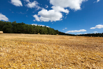 agricultural field with prickly straw