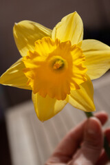 Fototapeta premium Close-up of a pretty yellow narcissus flower with six petals and a central bell, held at one end by a hand that is blurred in the background.