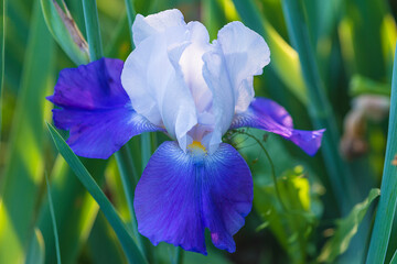 Close up for beautiful blue iris flower on natural background