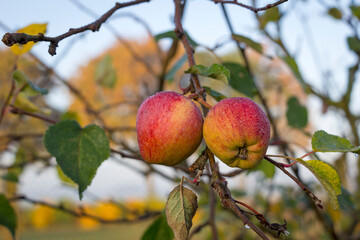 View of two fresh ripe apples on a tree in the garden.