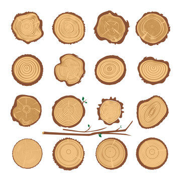 Tree Trunk Cuts or Wood Cross Section Collection