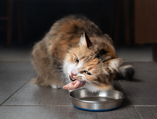 Cat eating raw chicken wing tip. Female kitty chewing on piece of raw meat in the kitchen with head...