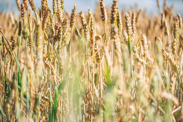 Golden ripe ears of wheat in field during summer, warm day, blue sky, England, UK