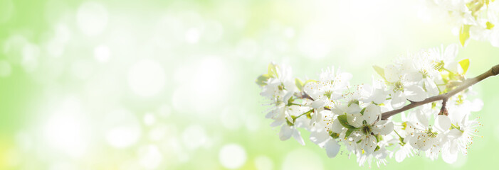 Obraz na płótnie Canvas Spring cherry blossom