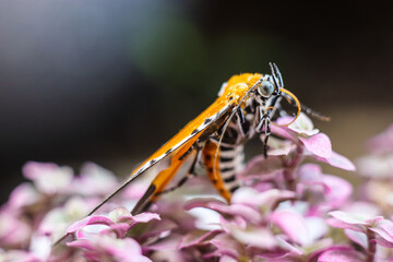 Butterfly Flower Images. This photo contains a beautiful butterfly with wings sitting on colored flowers.a nice cute and latest nature photo of flowers.
