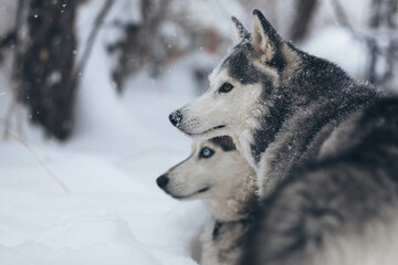 Huskies Looking On