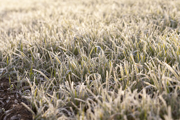 winter weather in an agricultural field