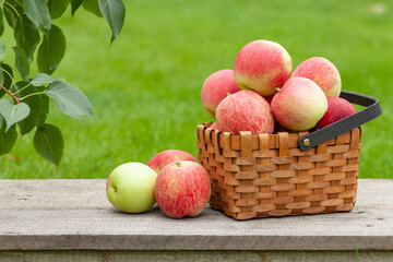 Ripe garden apple fruits in basket