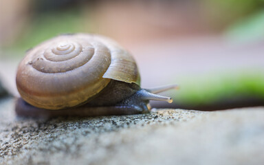 Snail close-up on a green leaf. brown spiral snail on a green leaf on a green.