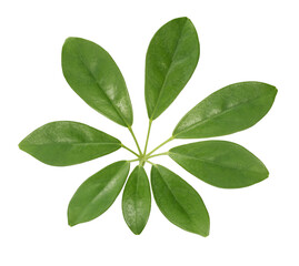 Leaves isolated on white background