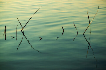 Fototapeta premium Reflection of grass in the lake. Close up. Retro style photo.