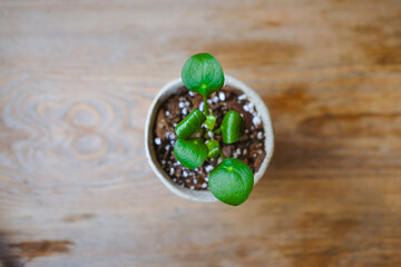 Green fresh flower on a wooden table. Spring time