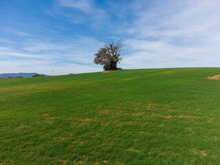 tree in the field with blue sky. 