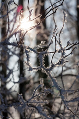 deciduous trees without leaves in the winter season